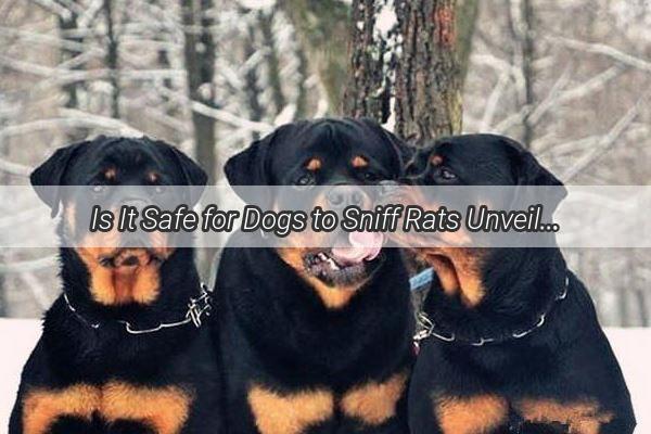 Is It Safe for Dogs to Sniff Rats Unveiling the Dangers and Debates